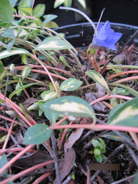 kleines gelbbuntes Immergrün - Vinca minor Illumination